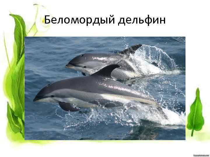 Беломордый дельфин 