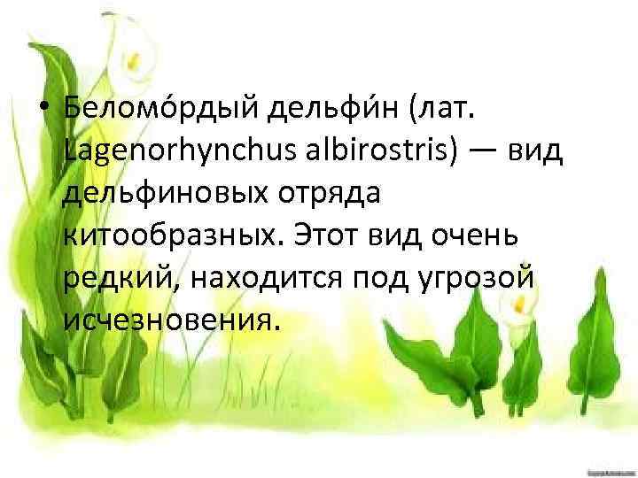  • Беломо рдый дельфи н (лат. Lagenorhynchus albirostris) — вид дельфиновых отряда китообразных.