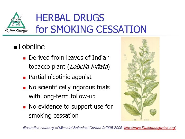 HERBAL DRUGS for SMOKING CESSATION n Lobeline n n Derived from leaves of Indian