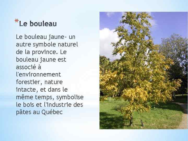 * Le bouleau jaune- un autre symbole naturel de la province. Le bouleau jaune