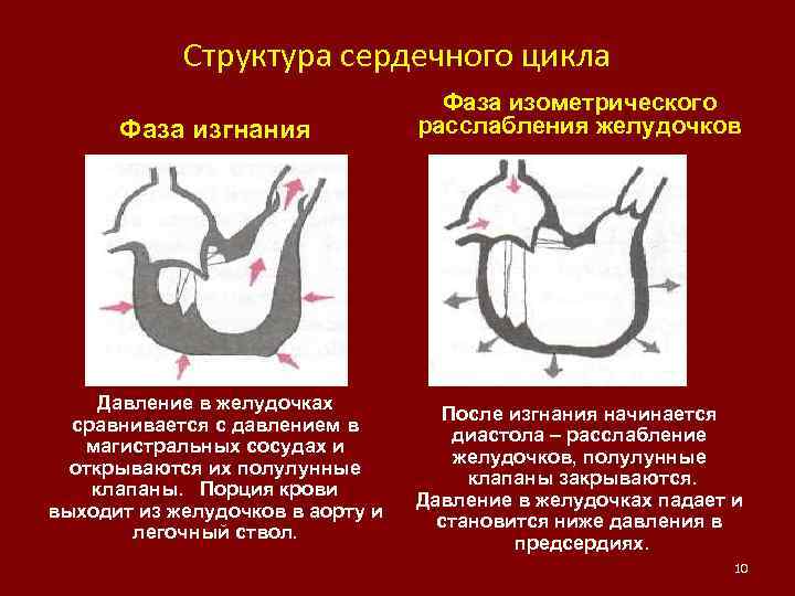 Структура сердечного цикла Фаза изгнания Давление в желудочках сравнивается с давлением в магистральных сосудах