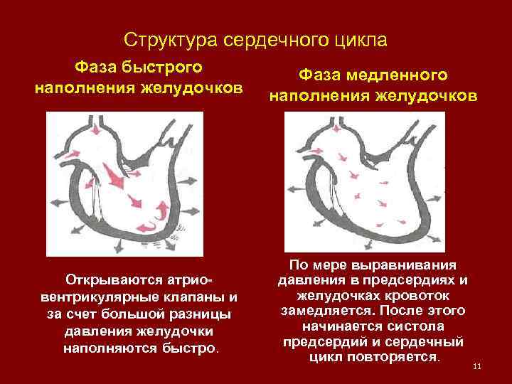 Структура сердечного цикла Фаза быстрого наполнения желудочков Открываются атриовентрикулярные клапаны и за счет большой