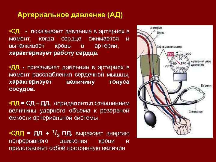 Артериальное давление (АД) • СД - показывает давление в артериях в момент, когда сердце