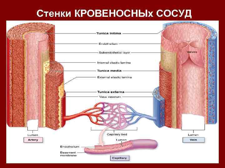 Стенки КРОВЕНОСНЫх СОСУД 