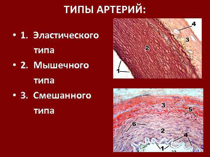 К артериям мышечного типа относится