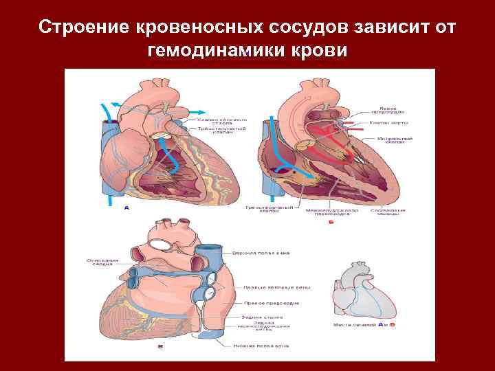 Строение кровеносных сосудов зависит от . гемодинамики крови 