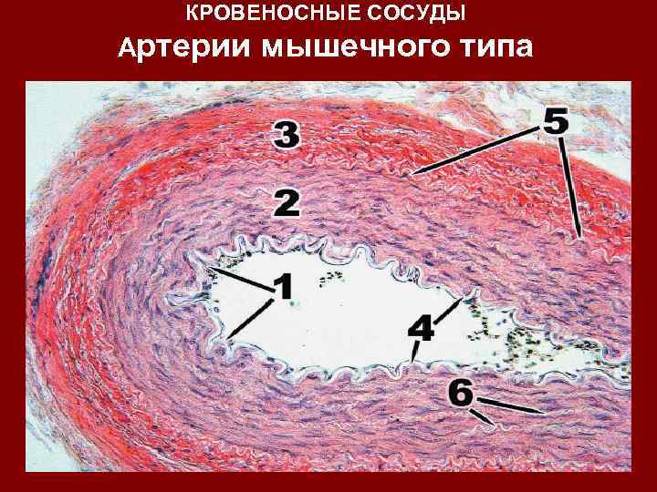 КРОВЕНОСНЫЕ СОСУДЫ Артерии мышечного типа 