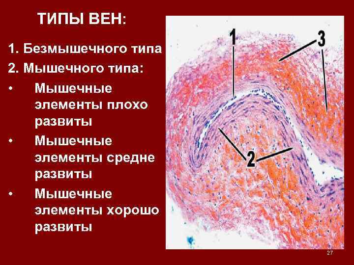 ТИПЫ ВЕН: 1. Безмышечного типа 2. Мышечного типа: • Мышечные элементы плохо развиты •