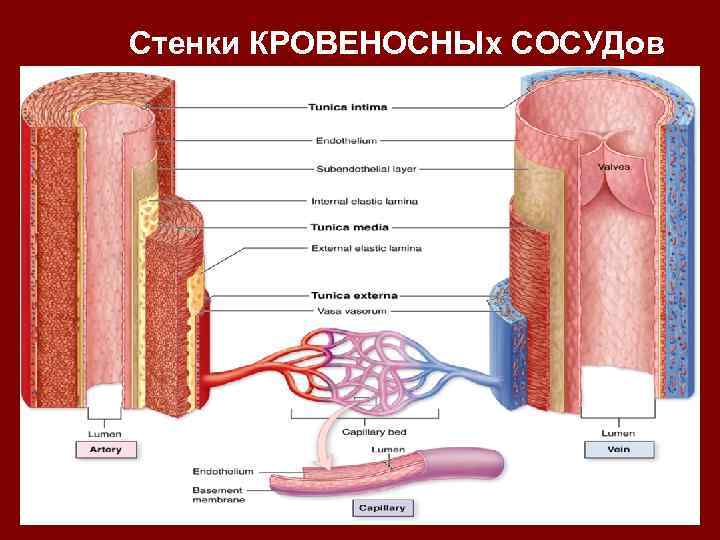 Стенки КРОВЕНОСНЫх СОСУДов 