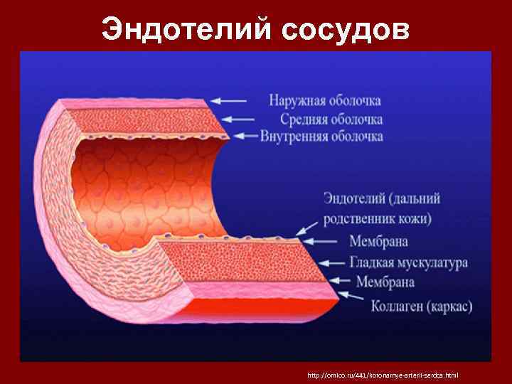 Эндотелий сосудов http: //omico. ru/441/koronarnye-arterii-serdca. html 