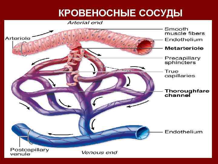 КРОВЕНОСНЫЕ СОСУДЫ 