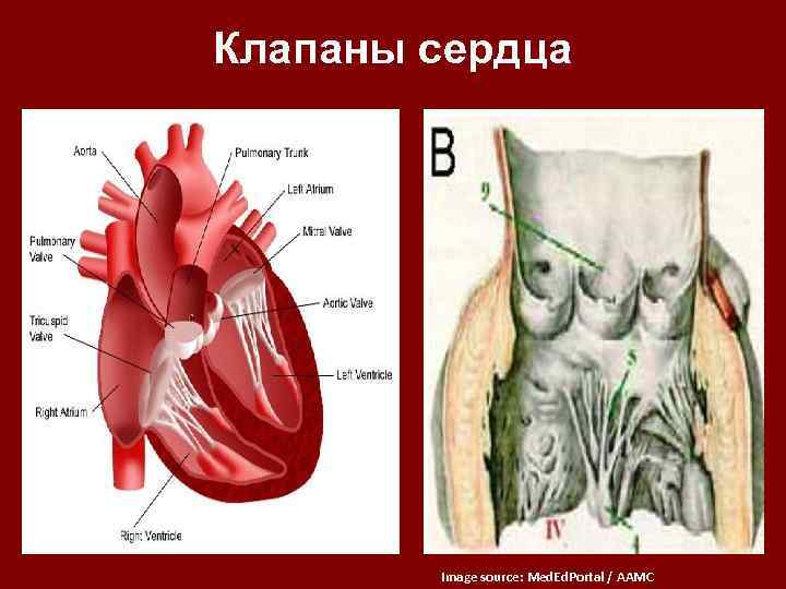 Створчатые клапаны сердца расположены