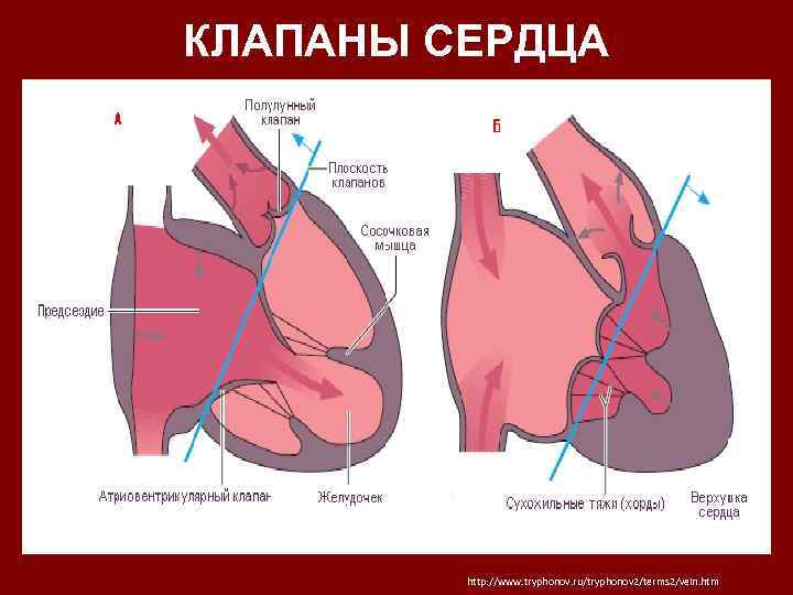 КЛАПАНЫ СЕРДЦА http: //www. tryphonov. ru/tryphonov 2/terms 2/vein. htm 