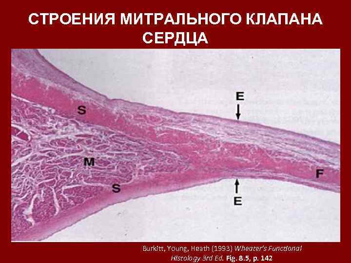 СТРОЕНИЯ МИТРАЛЬНОГО КЛАПАНА СЕРДЦА Burkitt, Young, Heath (1993) Wheater's Functional Histology 3 rd Ed.