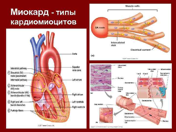 Миокард - типы кардиомиоцитов 36 