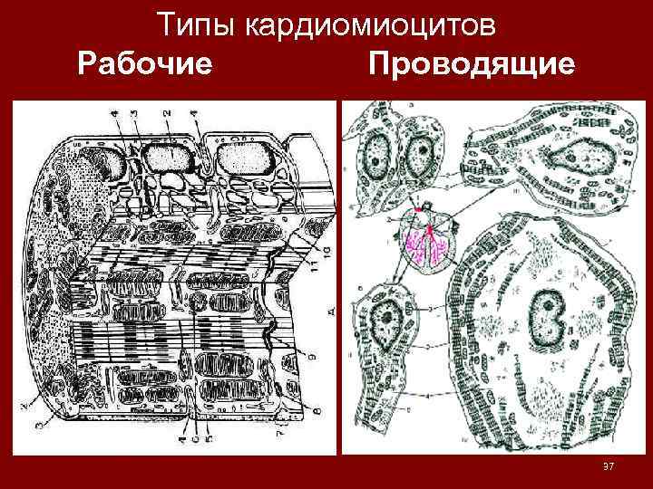 Типы кардиомиоцитов Рабочие Проводящие 37 