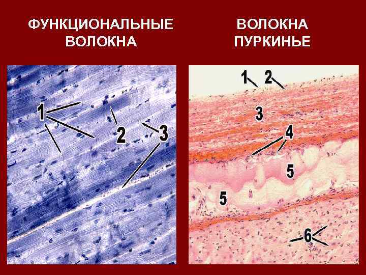 ФУНКЦИОНАЛЬНЫЕ ВОЛОКНА ПУРКИНЬЕ 