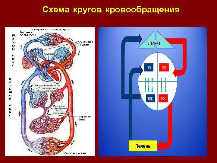 Схема кругов кровообращения 