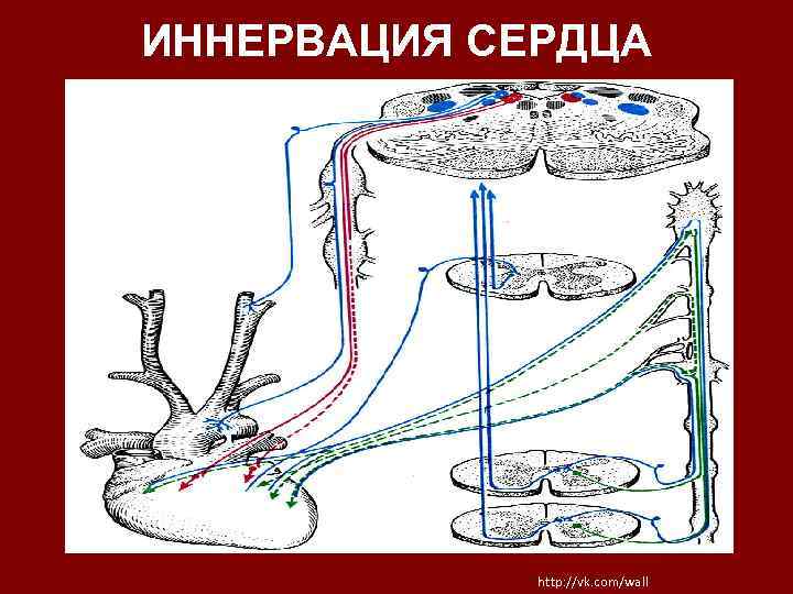 ИННЕРВАЦИЯ СЕРДЦА http: //vk. com/wall 