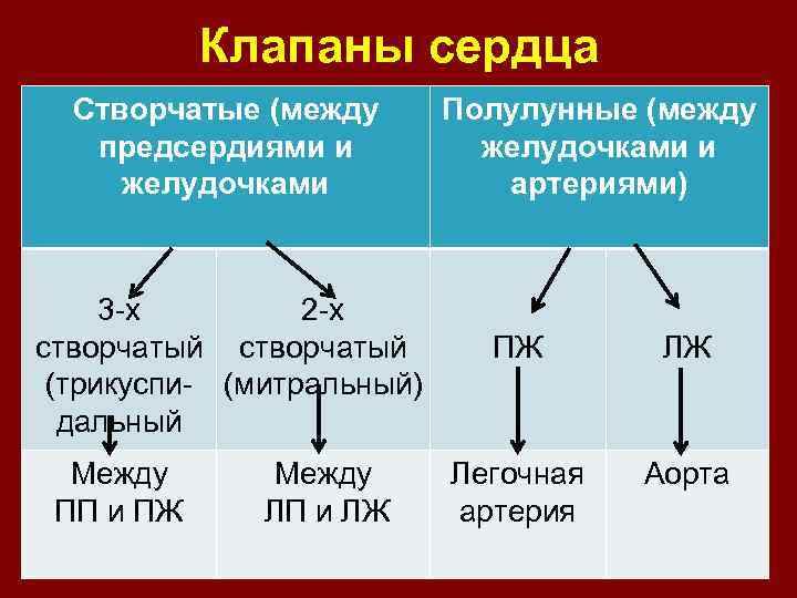 Клапаны сердца Створчатые (между предсердиями и желудочками 3 -х 2 -х створчатый (трикуспи- (митральный)