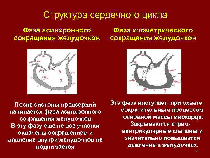 Структура сердечного цикла Фаза асинхронного сокращения желудочков Фаза изометрического сокращения желудочков Эта фаза наступает