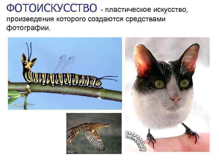 ФОТОИСКУССТВО - пластическое искусство, произведения которого создаются средствами фотографии. 