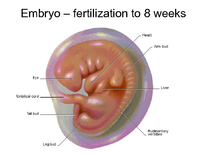 Embryo – fertilization to 8 weeks 