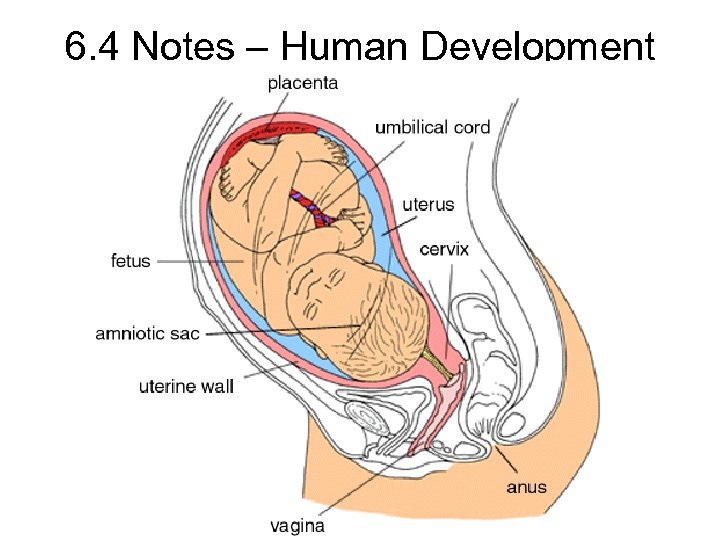 6. 4 Notes – Human Development 