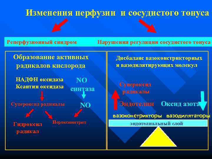 Изменения перфузии и сосудистого тонуса Реперфузионный синдром Нарушения регуляции сосудистого тонуса Образование активных радикалов