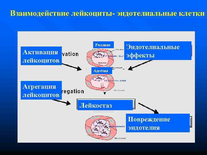 Взаимодействие лейкоциты- эндотелиальные клетки Роллинг Активация лейкоцитов Эндотелиальные эффекты Адгезия Агрегация лейкоцитов Лейкостаз Повреждение