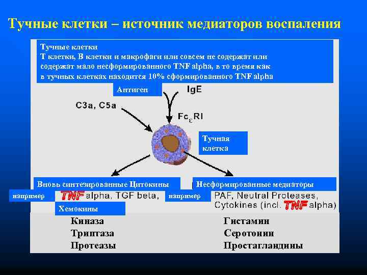 Тучные клетки – источник медиаторов воспаления Тучные клетки Т клетки, В клетки и макрофаги