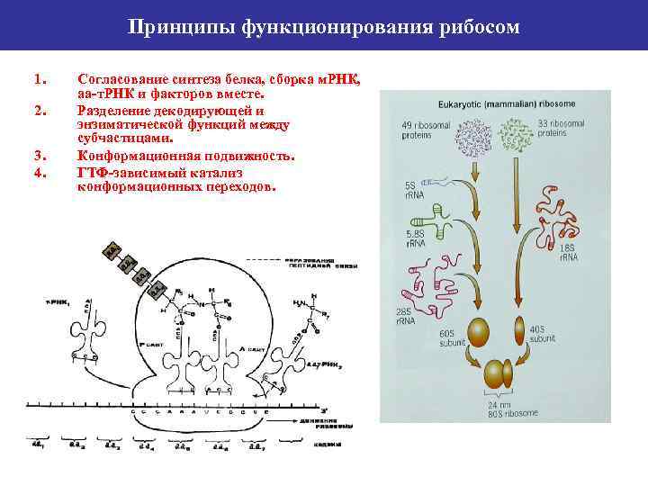 Рибосомы синтезируют. Принципы функционирования рибосом. Сборка рибосом. Сборка рибосом происходит в. Принцип трансляции белков.