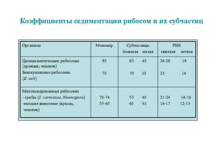 седиментация рибосом. константа седиментации. седиментация рибосом. коэффициент седиментации рибосом эукариот и прокариот. рибосомы в эукариотических клеток.