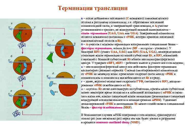 Терминация трансляции а – после добавления последнего (С-концевого) аминокислотного остатка к растущему полипептиду, т.