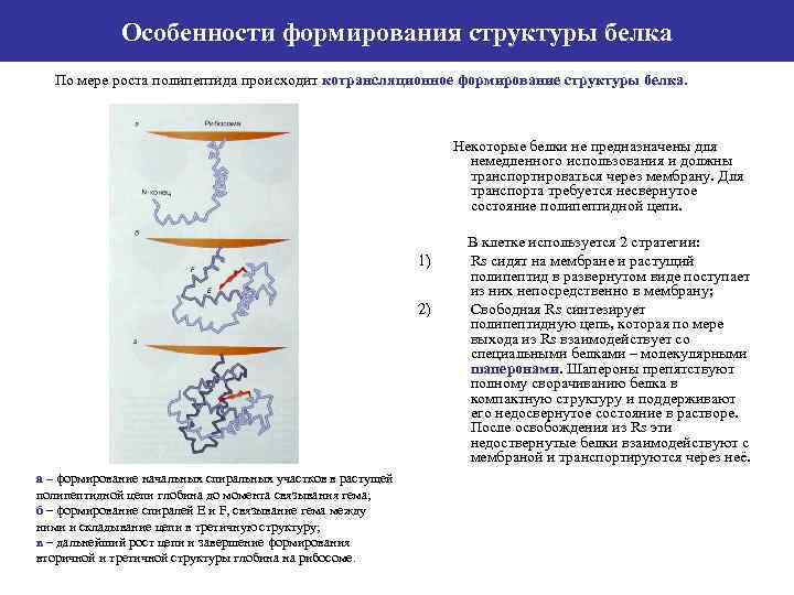 Особенности формирования структуры белка По мере роста полипептида происходит котрансляционное формирование структуры белка. Некоторые