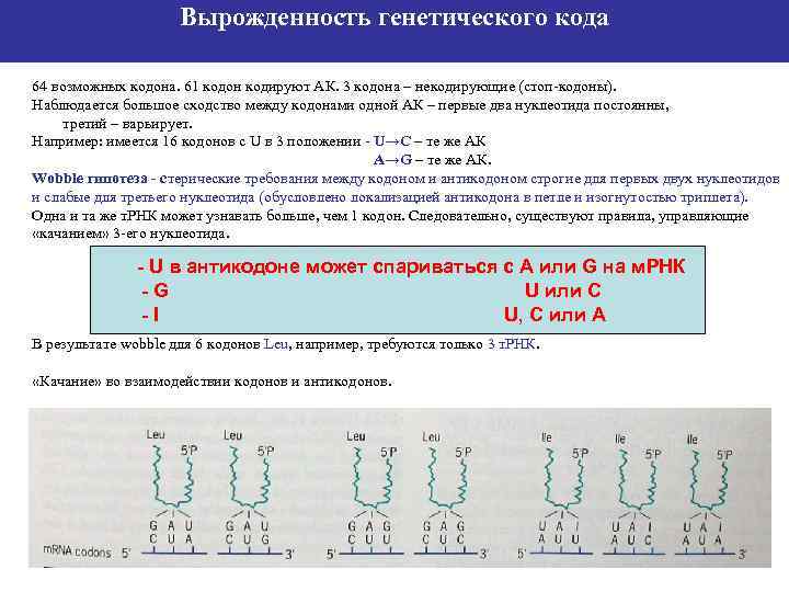 Вырожденность генетического кода