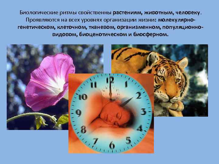 Биологические часы животных