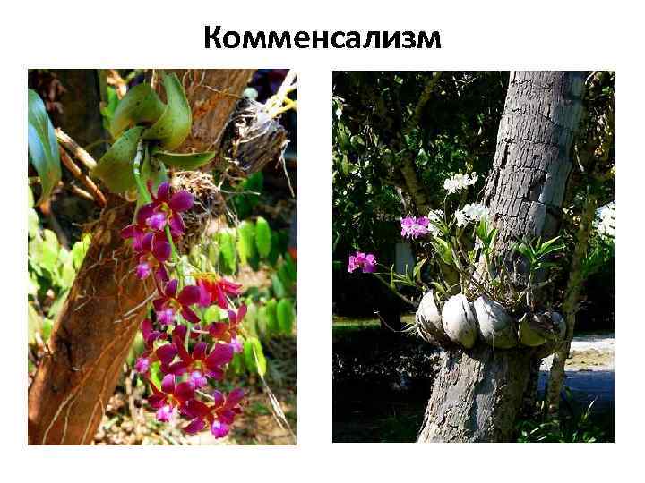 Комменсализм 