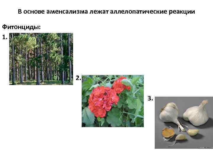 В основе аменсализма лежат аллелопатические реакции Фитонциды: 1. 2. 3. 