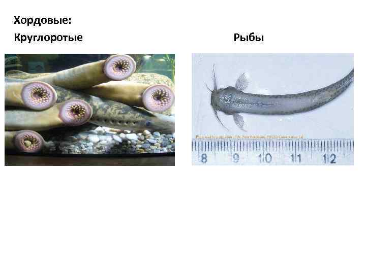 Хордовые: Круглоротые Рыбы 