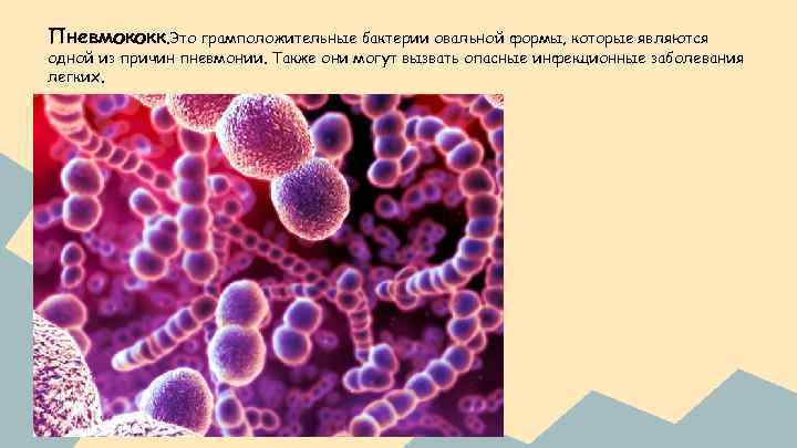 Пневмококк. Это грамположительные бактерии овальной формы, которые являются одной из причин пневмонии. Также они