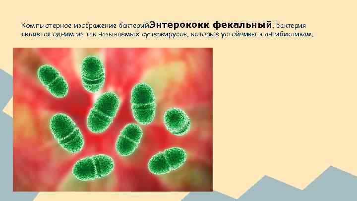 Компьютерное изображение бактерий. Энтерококк фекальный. Бактерия является одним из так называемых супервирусов, которые устойчивы