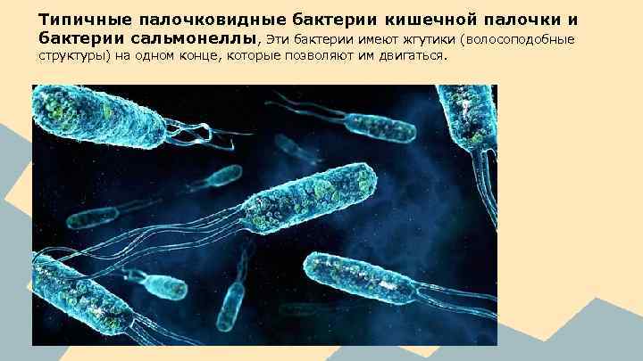 Типичные палочковидные бактерии кишечной палочки и бактерии сальмонеллы, Эти бактерии имеют жгутики (волосоподобные структуры)