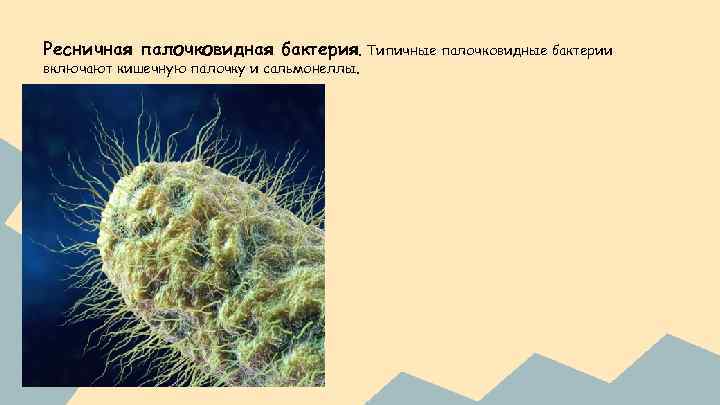 Ресничная палочковидная бактерия. Типичные палочковидные бактерии включают кишечную палочку и сальмонеллы. 