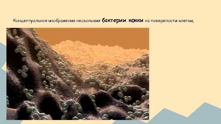 Концептуальное изображение нескольких бактерии кокки на поверхности клетки. 