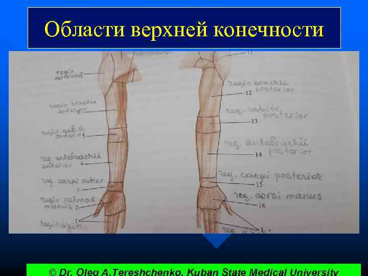 Области верхней конечности © Dr. Oleg A. Tereshchenko. Kuban State Medical University 