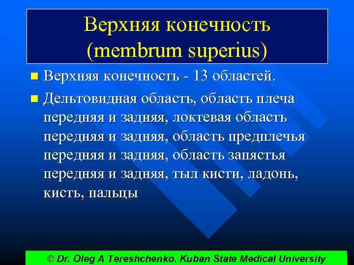Верхняя конечность (membrum superius) Верхняя конечность - 13 областей. n Дельтовидная область, область плеча