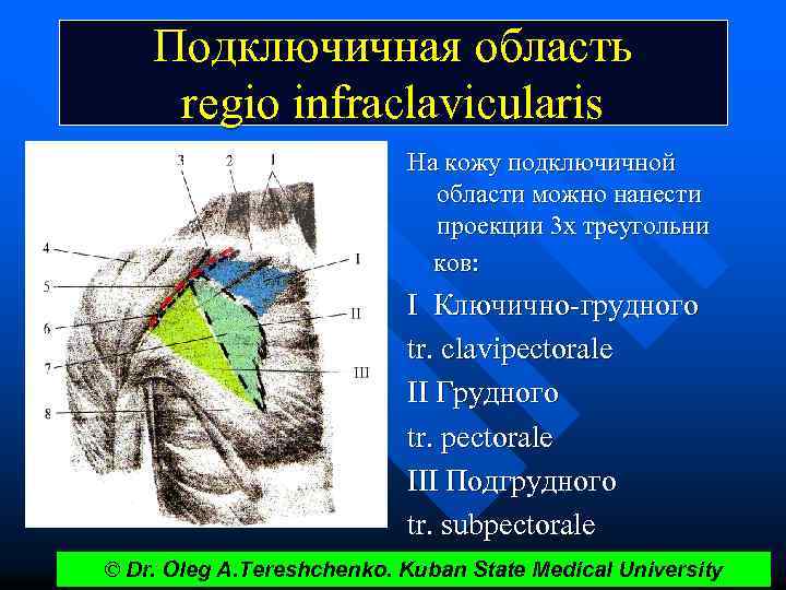 Подключичная область regio infraclavicularis На кожу подключичной области можно нанести проекции 3 х треугольни