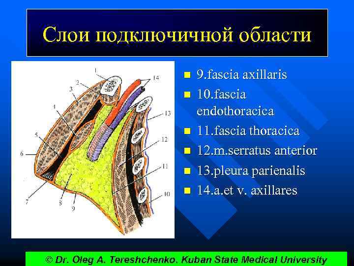 Слои подключичной области n n n 9. fascia axillaris 10. fascia endothoracica 11. fascia