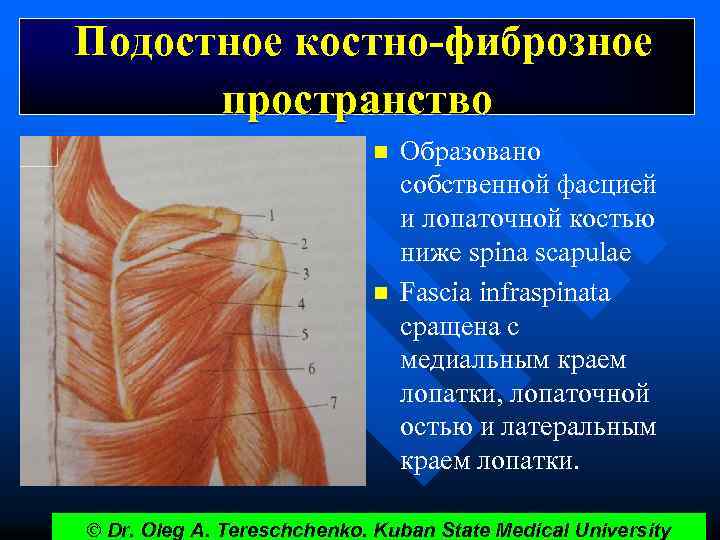 Подостное костно-фиброзное пространство Образовано собственной фасцией и лопаточной остью ниже spina scapulae n n